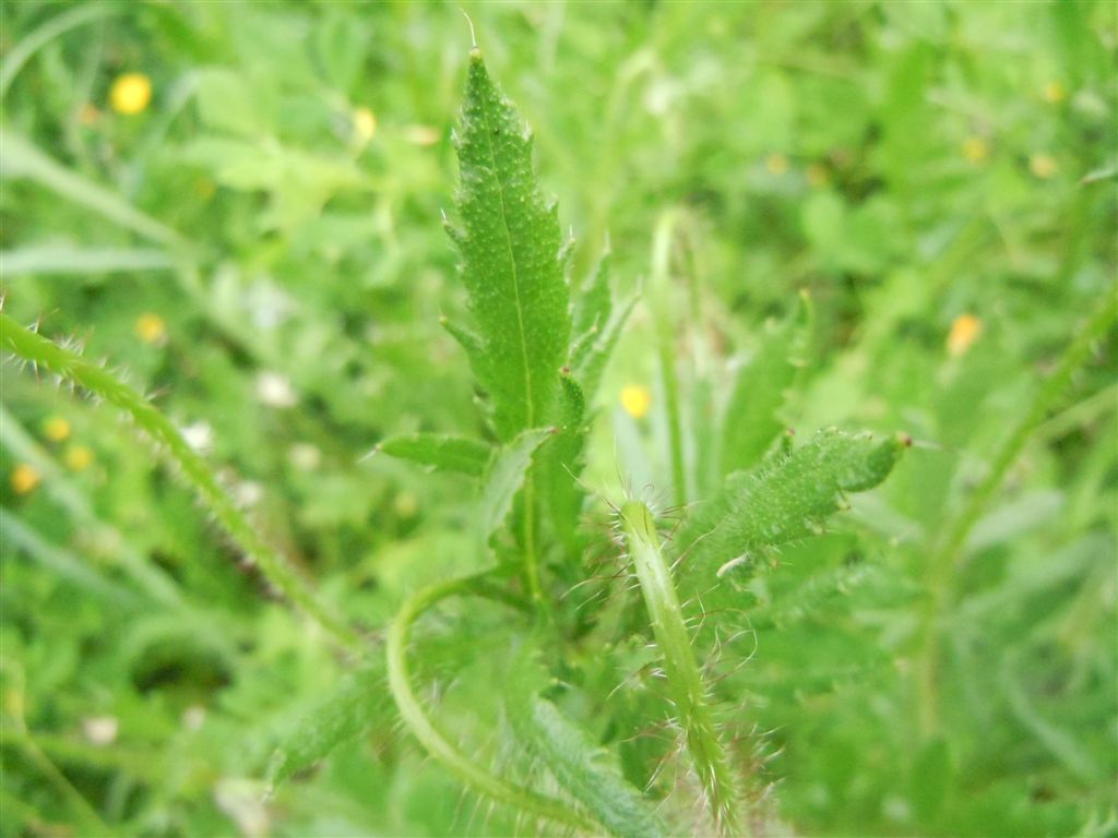 Papaver rhoeas / Papavero comune